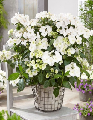 Гортензия ампельная Сбежавшая Невеста 1 шт Р9