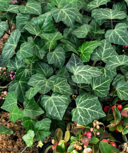 Плющ обыкновенный 1 шт Р9