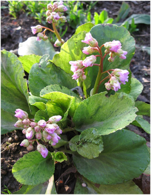 Бадан гибридный Галина Серова 1 шт Р9