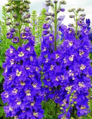 Дельфиниум культурный Пацифик Король Артур 1 шт Р9