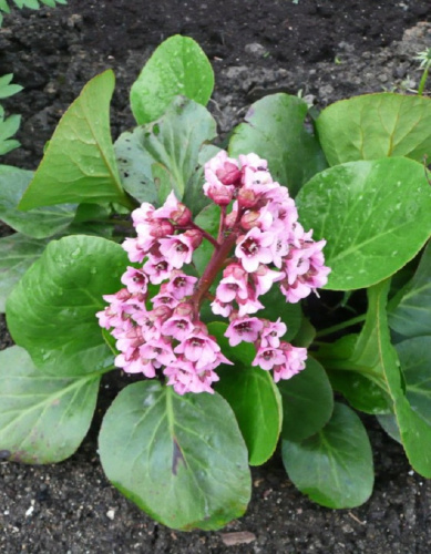 Бадан сердцелистный Роуз 1 шт Р9