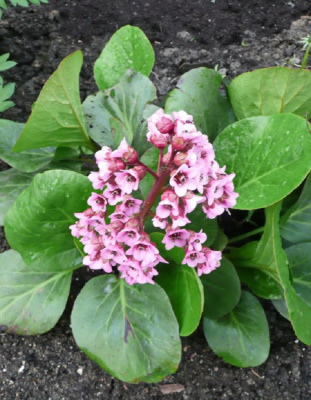 Бадан сердцелистный Роуз 1 шт Р9