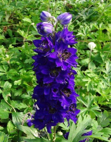Дельфиниум культурный Мэджик Фонтэйнс Дарк Блю виз Блэк Би 1 шт Р9