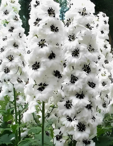 Дельфиниум культурный Мэджик Фонтэйнс Вайт Дарк Би 1 шт Р9