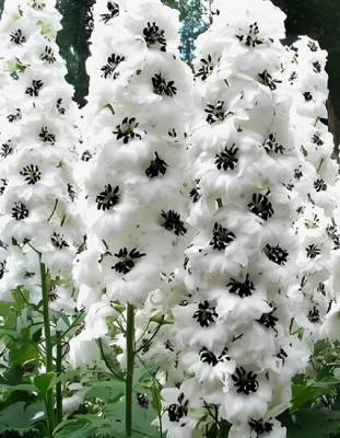 Дельфиниум культурный Мэджик Фонтэйнс Вайт Дарк Би 1 шт Р9