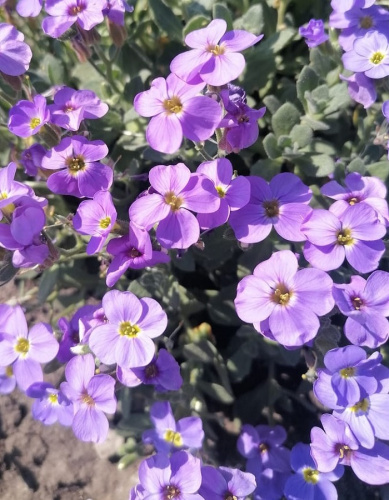 Обриета Китти Блю 1 шт Р9