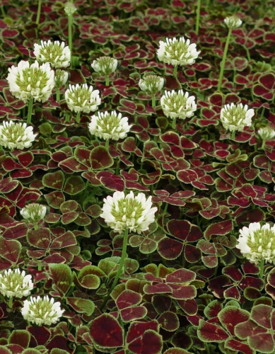 Клевер ползучий Пентафиллум 1 шт Р9