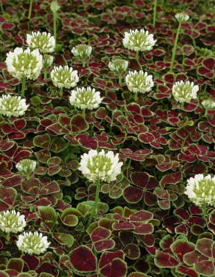 Клевер ползучий Пентафиллум 1 шт Р9