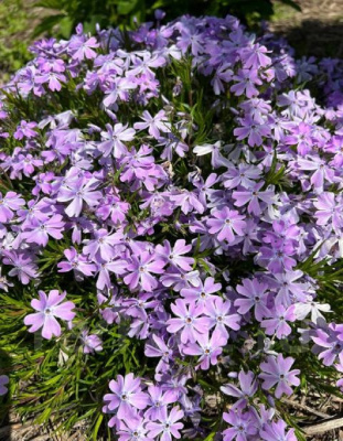 Флокс шиловидный Г.Ф. Уилсон