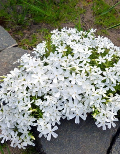 Флокс шиловидный Фабулус Уайт