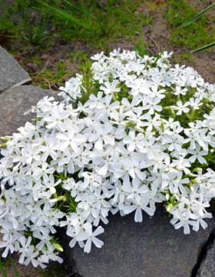 Флокс шиловидный Фабулус Уайт