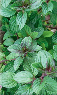 Мята Москвичка ASF 1 шт Р9