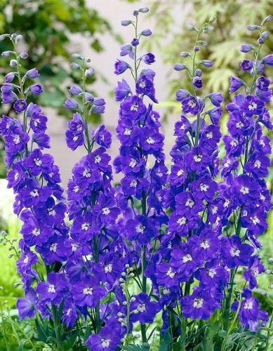 Дельфиниум культурный Пацифик Гиант Блэк Кинг 1 шт Р9
