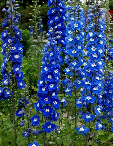 Дельфиниум культурный Пацифик Гиант Блю Бёрд 1 шт Р9
