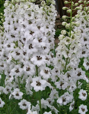 Дельфиниум культурный Мэджик Фаунтейн Вайт 1 шт Р9