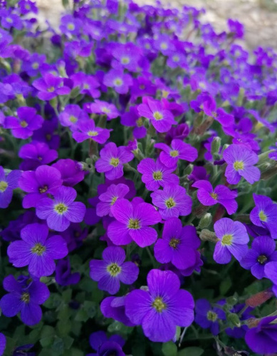 Обриета Флорадо Блю Ай 1 шт Р9