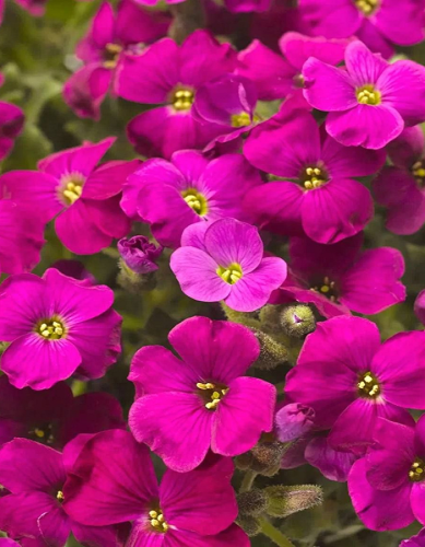 Обриета Флорадо Неон Пинк 1 шт Р9