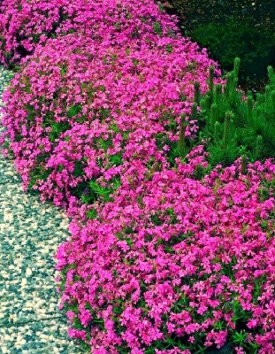 Флокс шиловидный Моерхайми