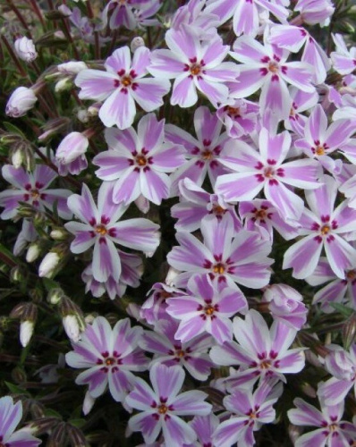 Флокс шиловидный Кэнди Страйпс