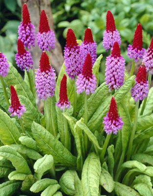 Примула орхидейная Ред энд Роуз 1 шт Р9