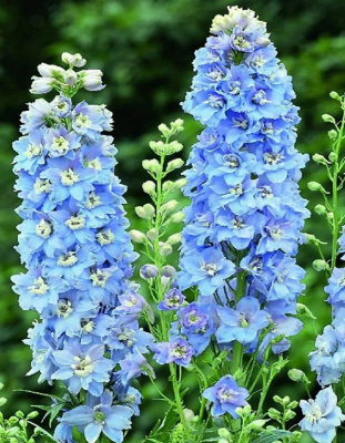 Дельфиниум культурный Мэджик Фонтэйнс Скай Блю Вайт 1 шт Р9