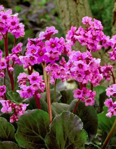 Бадан сердцелистный Ротблюм1 шт Р9