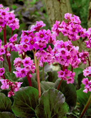 Бадан сердцелистный Ротблюм1 шт Р9