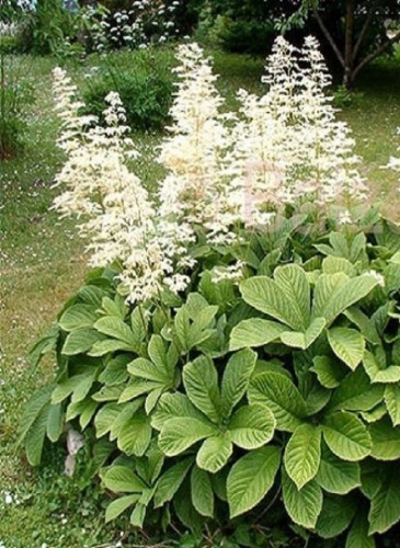 Роджерсия перистая Уайт 1 шт Р9