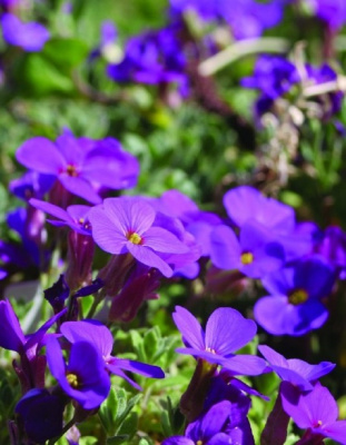 Обриета Гамбург Стадпарк 1 шт Р9