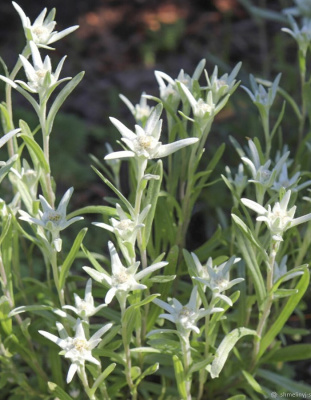 Эдельвейс альпийский 1 шт Р9