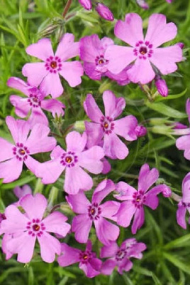 Флокс шиловидный Дарк Розе Ай