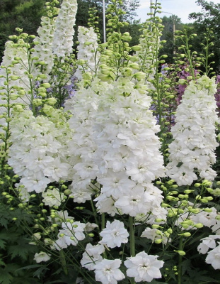 Дельфиниум культурный Пацифик Галахад 1 шт Р9