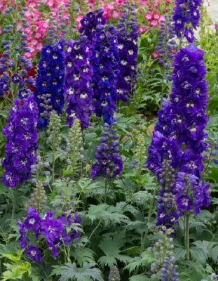 Дельфиниум культурный Мэджик Фонтэйнс Дарк Блю виз Вайт Би 1 шт Р9