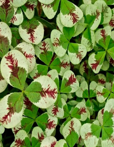 Клевер ползучий Драгон Блад 1 шт Р9