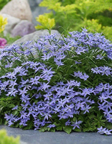 Флокс шиловидный Фабулус Блю Дарк Центрум