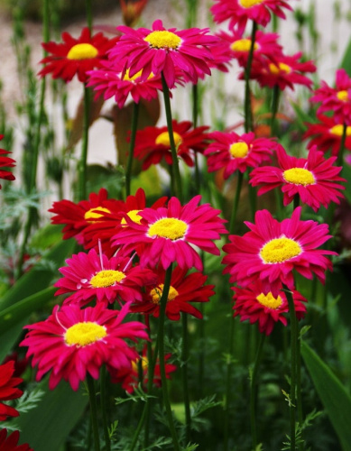 Пиретрум Гиганты Робинзона Красный ASF 1 шт Р9