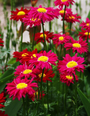 Пиретрум Гиганты Робинзона Красный ASF 1 шт Р9