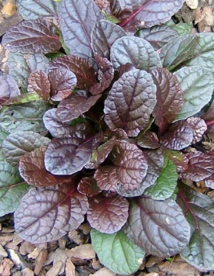 Живучка ползучая Махогон 1 шт Р9