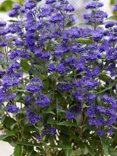 Кариоптерис кландоненсис Хэвенли Блю 1 шт Р9