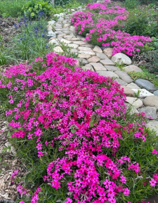 Флокс шиловидный Самсон