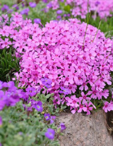 Флокс шиловидный Фабулус Розе