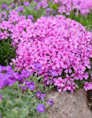 Флокс шиловидный Фабулус Розе