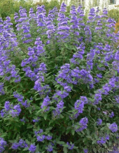 Кариоптерис кландоненсис Кев Блю 1 шт Р9