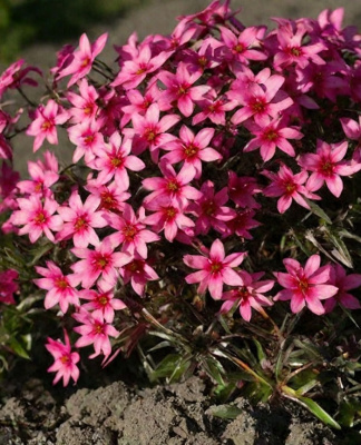 Флокс шиловидный Атропурпуреа