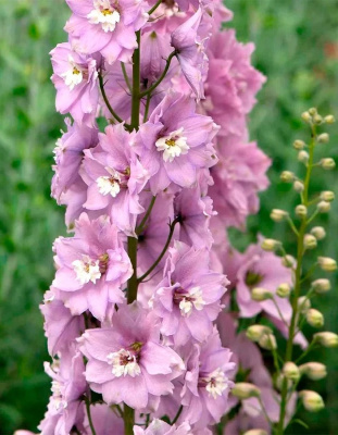 Дельфиниум культурный Мэджик Фонтэйнс Дип Роуз Вайт Би 1 шт Р9