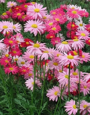 Пиретрум Гиганты Робинзона Розовый ASF 1 шт Р9