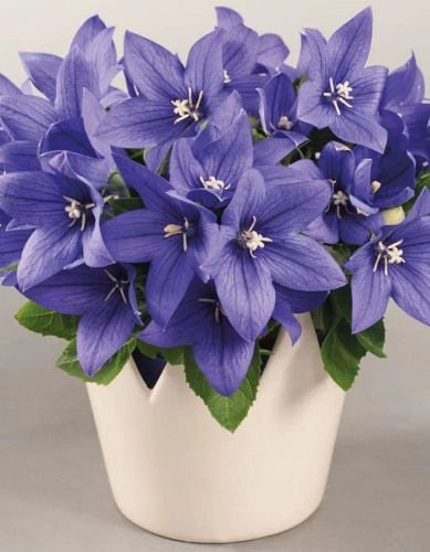 Платикодон крупноцветковый Поп Стар Блю ASF 1 шт Р9