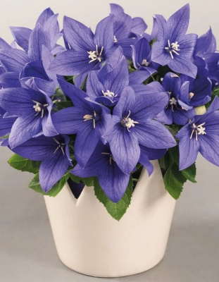 Платикодон крупноцветковый Поп Стар Блю ASF 1 шт Р9