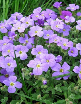 Обриета Хендерсони Лилак 1 шт Р9