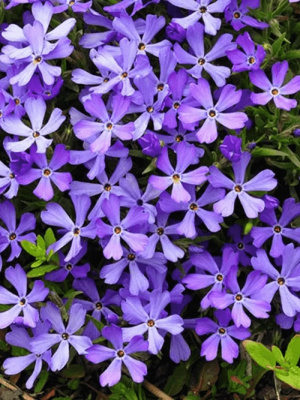 Флокс шиловидный Фабулус Блю Виолет